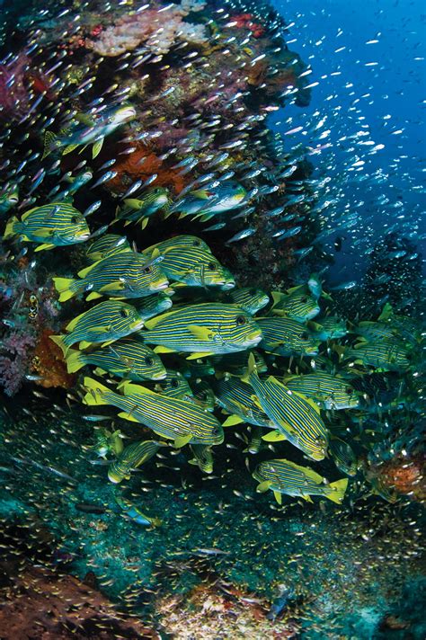 Scuba Diving Top 100: Best Diving in the Pacific & Indian Ocean | Scuba ...