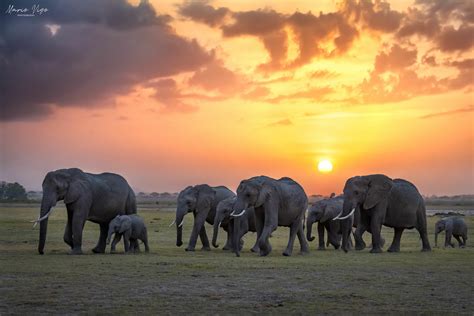 Elephants landscape | JuzaPhoto