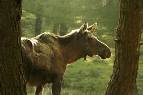 Tierische Migration: Elche wandern nach Deutschland ein - [GEO]