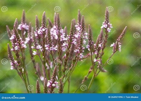 Swamp Verbena Verbena Hastata Flowers Stock Photo - Image of american ...