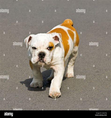 Small English bulldog puppy walking with angry look Stock Photo - Alamy