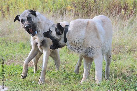 kangal dog, turkish shepherd fighting Stock-foto | Adobe Stock