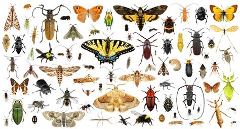 Are Insects Animals? | AZ Animals
