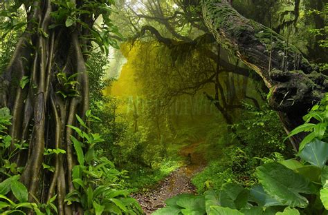 Rainforest Trees, Tropical Rainforest, Amazon Rainforest, Forest Art ...