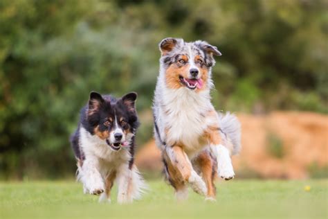 Meilleure race de chien : le guide | CEF