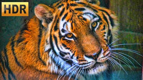 Best Wild Animal Videos - Premiere Animals - YouTube