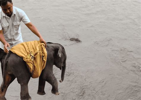 Dramatic and Daring Rescue Operation Saves Baby Elephant Trapped in ...