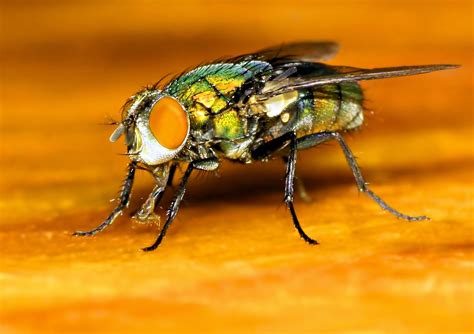 The Common Fly close-up 2 Free Photo Download | FreeImages