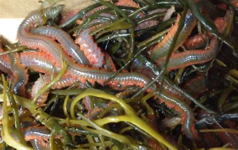 Surfland Bait and Tackle - Plum Island Fishing | WORMS!!!!!!!!!!!!!!!