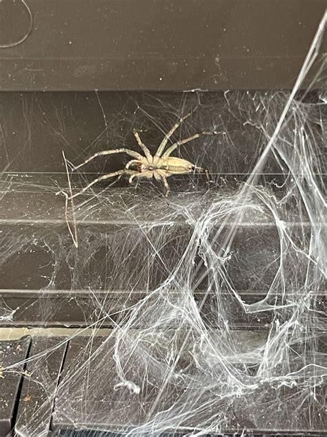 So What’s this spider and should I use gasoline or kerosene to burn my ...