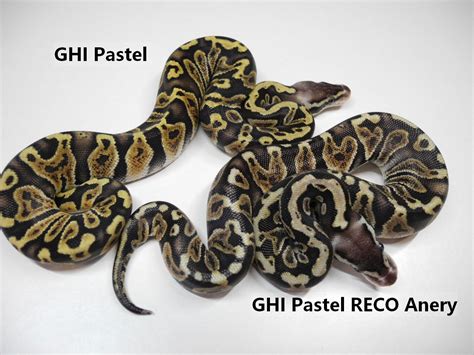 RECO - Ball Python Traits - Morphpedia