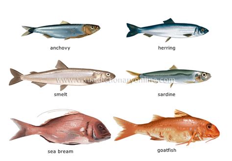 FOOD & KITCHEN :: FOOD :: BONY FISHES [1] image - Visual Dictionary Online
