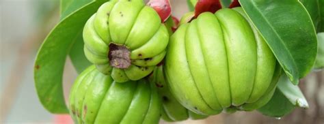 Garcinia Cambogia: Benefits, Uses & Side Effects | Holland & Barrett
