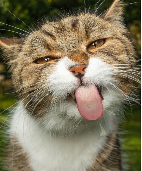 Donner sa langue au chat - Culture générale