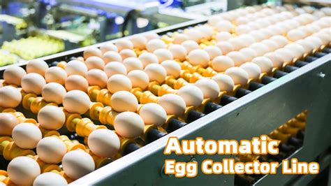 The Automatic Egg Collector Line Provides a Convenient Solution for Your Poultry Farm