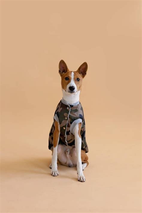 Basenji Girl Or Boy Who Will You Choose