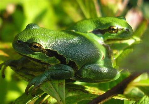 Rainettes - VivArmor Nature