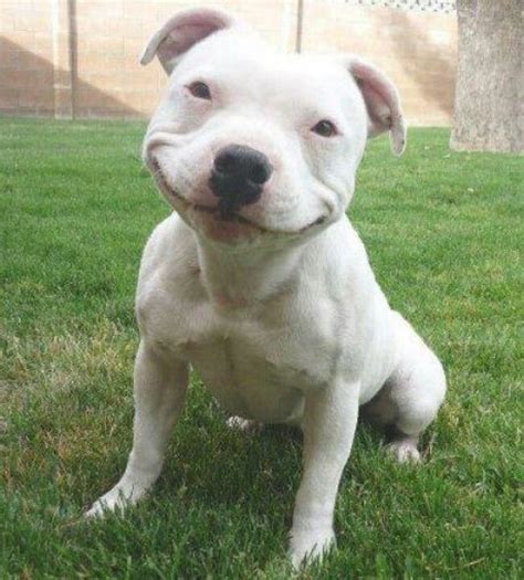 Happy staffy | Cute animals, Funny animals, Happy dogs