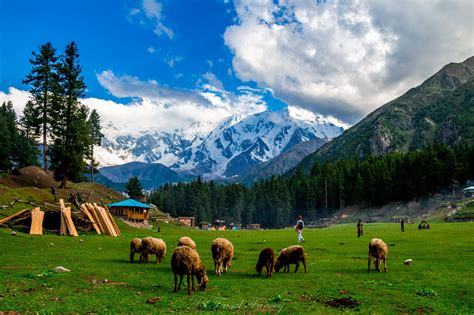 FAIRY MEADOWS: AN ADVENTURE OF A LIFETIME - Tripako
