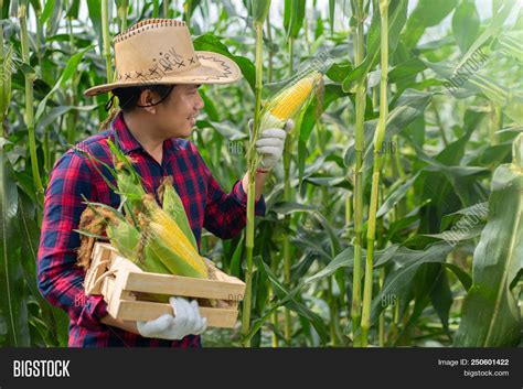 Corn Harvest Corn Image & Photo (Free Trial) | Bigstock