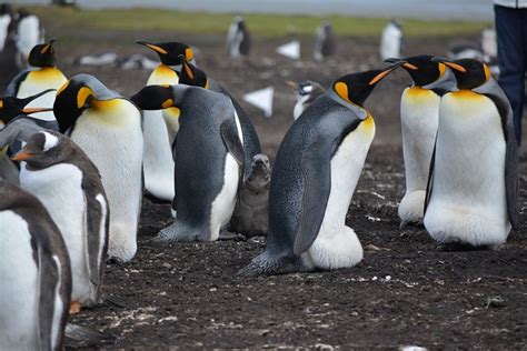 1,000+ Free Penguin & Nature Images - Pixabay