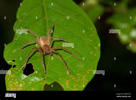 France, French Guiana, venom collection mission of the Venometech ...
