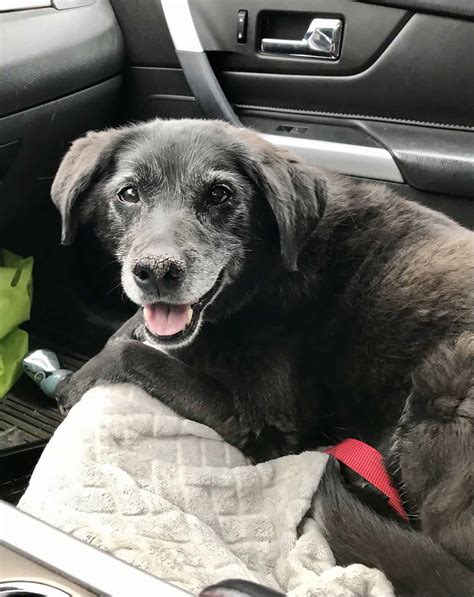 Sydney - New Hope Dog Rescue