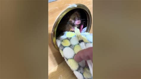 Feed bobo milk after returning from the trip - YouTube