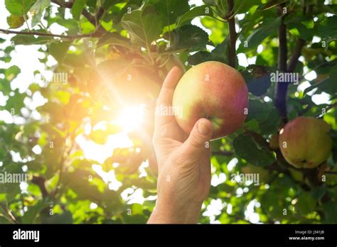 Female hand and apple Stock Photo - Alamy