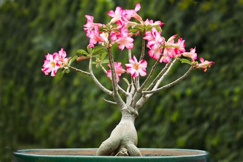 Rose du désert : Guide complet pour la cultiver avec succès