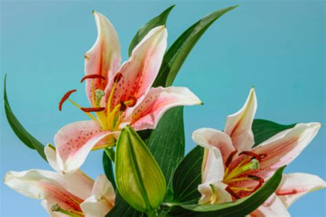 Free HD Photo Converter Online | Canva