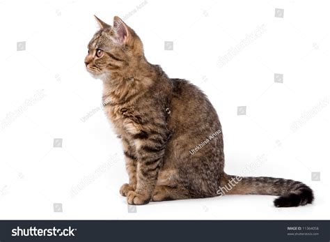 Cat Sitting Up Side View