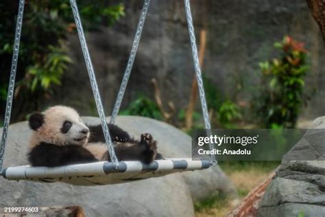 1,664 Baby Panda Stock Photos, High-Res Pictures, and Images - Getty Images