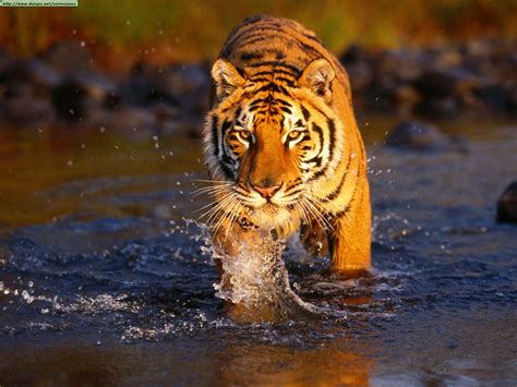Tiger | Animal Wildlife