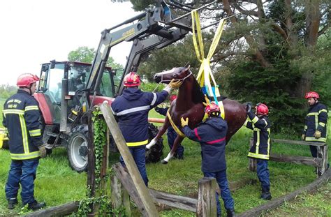 Sapeurs-pompiers. Formation au sauvetage d’animaux à la Société ...