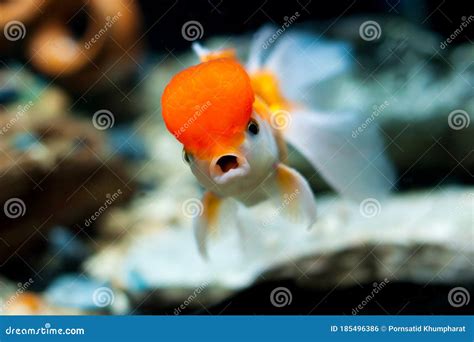 Cute Goldfish in the Aquarium Beautiful Pet Stock Photo - Image of carp ...
