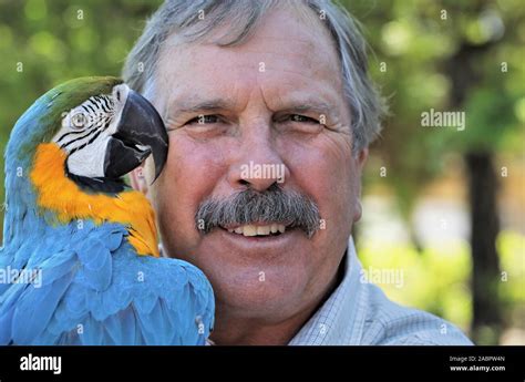 The real macaw hi-res stock photography and images - Alamy