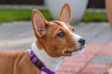 How to Care for a Basenji: Grooming, Health & Product Tips