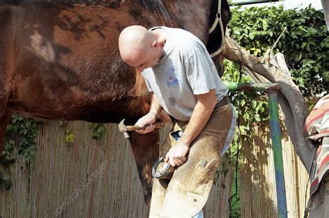 Shoeing a horse - Stock Image - C006/8973 - Science Photo Library