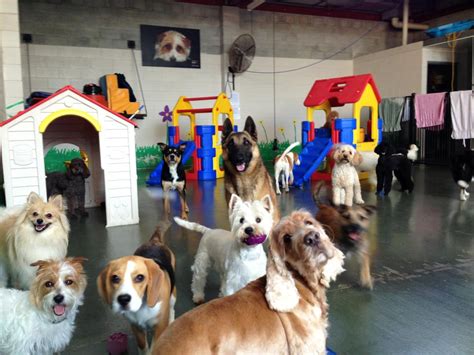 Lexington Sc Dog Daycare at Arlene Johnson blog