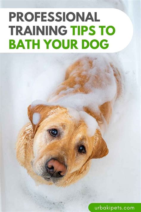 Professional Training Tips to Bath Your Dog | Bathing a puppy, Dog bath ...