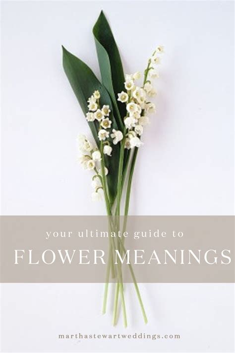 Flower Meanings: Your Guide to Symbolism and Significance