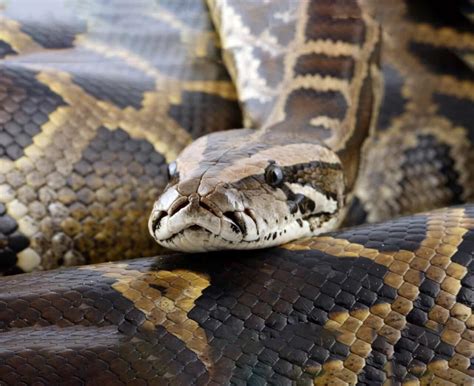 Cobras - algumas espécies e características - Amor de Estimação - Pet Care