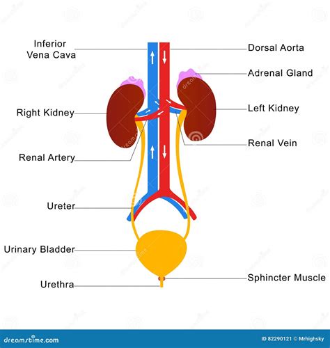 Appareil Urinaire Humain Marqué Diagramme Illustration de Vecteur ...