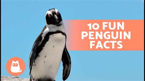 10 FACTS About PENGUINS That May SURPRISE YOU 🐧