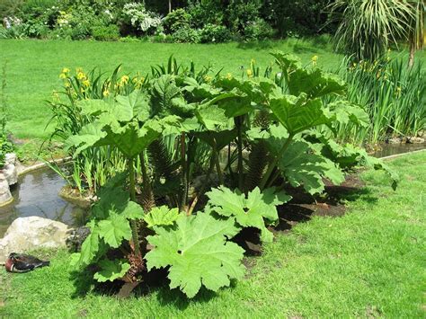 Complete and advanced guide to growing Gunnera manicata in the garden