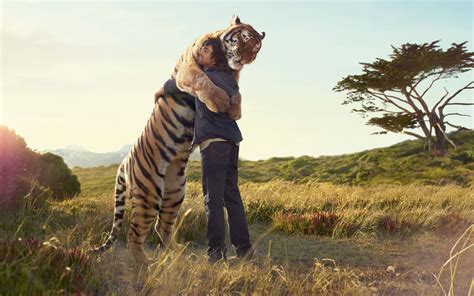 vertebrate, land, hugging, guys, animal themes, tiger, 1080P, domestic ...