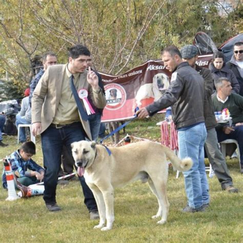 The Turkish Kangal Dog: History, Characteristics, and Personality ...