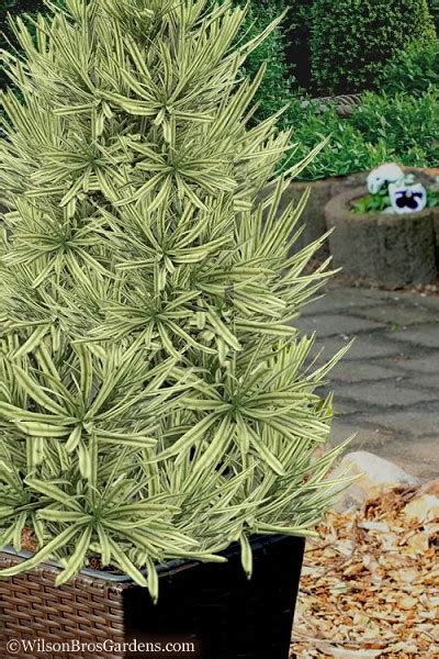 Buy Roman Candles Podocarpus Macrophyllus - FREE SHIPPING - 3 Gallon ...