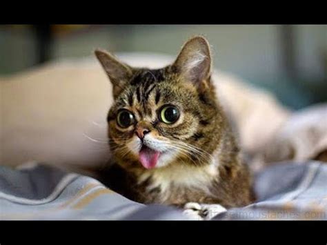 Vidéo d'animaux drôle Vidéo de chat à mourir de rire #3 - YouTube